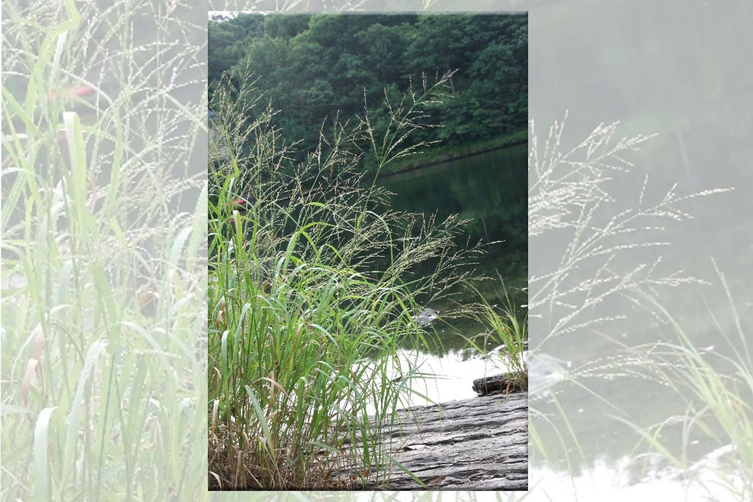 Panicum virgatum- Switchgrass Native Long Island Grasses Suffolk Hydroseeding.com 